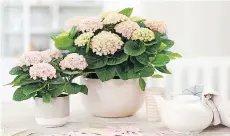  ??  ?? Revolution hydrangeas from the new Magical group grow into an attractive, nicely rounded, low plant that’s ideal for smaller-space gardens.