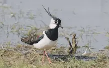  ??  ?? Lapwings were seen off Reasty Road near Suffield; below, a goosander was spotted at Seamer Mere.
