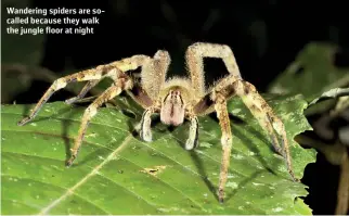  ??  ?? Wandering spiders are socalled because they walk the jungle floor at night