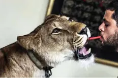  ??  ?? Ahsraf El-Helw, feeds Joumana, a 5-year-old African lioness.