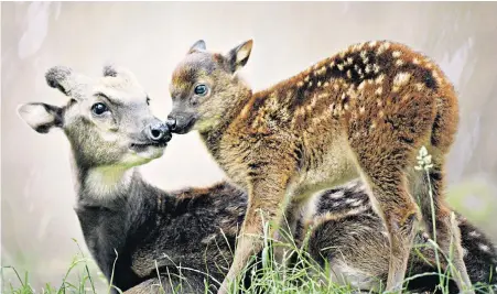  ??  ?? Baby steps A Visayan spotted deer, one of the world’s rarest mammals, has been born at Edinburgh Zoo. The unnamed male fawn’s birth is a major boost for a breeding programme safeguardi­ng the species, native to the Philippine Visayan Islands.