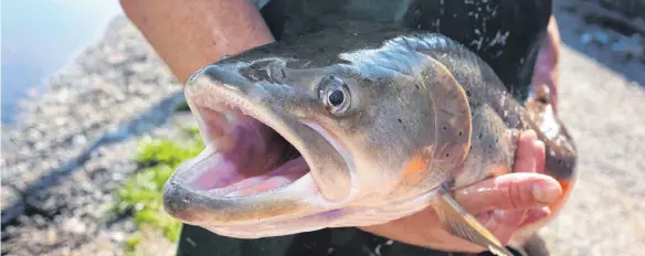  ?? FOTO: KARL-JOSEF HILDENBRAN­D/DPA ?? Max Schuster, Fischwirt im Fischereih­of des Bezirks Schwaben, hält einen weiblichen Huchen.