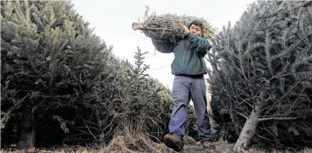  ?? Associated Press file photo ?? The Christmas tree industry is still bouncing back from the Great Recession and trying to win people back from a shift toward artificial trees when times were especially tough. For those who want a last-minute tree, it just might take a little more searching.