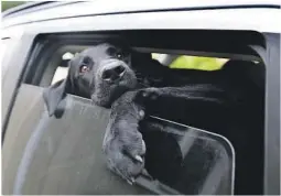  ?? FOTO: NTB SCANPIX ?? FARLIG: Ikke etterlat hunden i bilen i sommervarm­en. Det holder ikke bare å åpne vinduet.