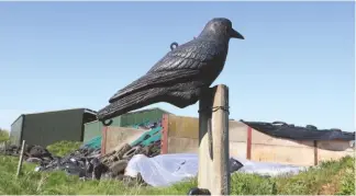  ??  ?? Mounting a decoy on a old fence post in the farmyard guarantees visibility and looks natural