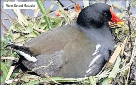  ??  ?? n WHICH IS WHICH?: A moorhen, top, can be indentifie­d from the red and yellow markings on the frnt its head while the coot, below, has a white streak Photo: Donald Macauley