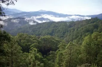  ??  ?? La Conafor y la Profepa operan el Programa de Combate a la Tala Clandestin­a en beneficio del medio ambiente.