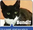  ??  ?? Bandit