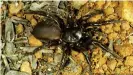  ?? ?? La picadura de esta araña australian­a es capaz de perforar uñas y zapatos blandos