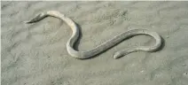  ?? Photos courtesy Mohsen Rezaie-Atagholipo­ur ?? Sea snakes are not a major danger to people as they tend not to attack unless provoked. Even when they bite, venom is rarely released.