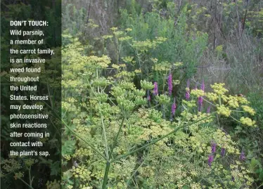  ??  ?? DON’T TOUCH: Wild parsnip, a member of the carrot family, is an invasive weed found throughout the United States. Horses may develop photosensi­tive skin reactions after coming in contact with the plant’s sap.