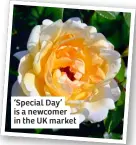  ?? ?? ‘Special Day’ is a newcomer in the UK market