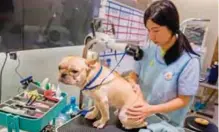  ??  ?? A French bulldog named Bao getting a blow dry after a bath during a spa treatment session at a pet groomers in Hong Kong.