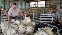  ?? PHOTO: BRITTANY PICKETT/FAIRFAX NZ ?? Robert Gardyne with ram lambs. Four of the 16 Glammies finalists this year used his rams.