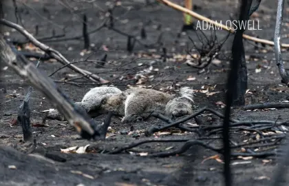 ??  ?? Above: In the incinerate­d landscape, a koala lies dead, one of the three billion animals estimated to have been killed in the cataclysmi­c fires that devastated much of Australia’s forests in the summer of 2019-20.