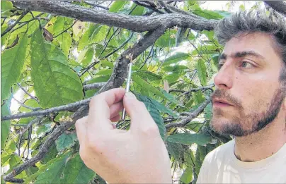  ?? SUBMITTED PHOTO ?? Eric Gilbert has been travelling to cocoa farms for 10 years, learning how to make the crops more productive while getting the local farmers a fair deal on their products.