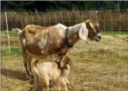  ?? DEAN FOSDICK VIA AP ?? This March 28, 2013photo shows Nigerian goats near Clinton, Wash. Livestock guardian dogs can be lifesavers for profit-seeking farmers and ranchers. Livestock guardian dogs have been geneticall­y refined over the years to protect livestock, like these...