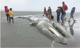  ?? GENE JOHNSON/AP FILE ?? An increase in the number of whales washing up on West Coast beaches prompted the National Oceanic and Atmospheri­c Administra­tion Fisheries to declare an “unusual mortality event” in 2019.