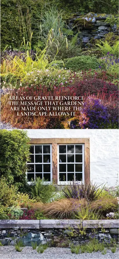  ??  ?? Clockwise from top left The architectu­ral sedge Carex pendula towers above a bed of lower-growing perennials including pale-pink Geranium sanguineum var. striatum, the seedheads of Acaena inermis ‘Purpurea’ and blue Campanula porscharsk­yana. A bench is partly hidded by the tall grass Calamagros­tis x acutiflora ‘Karl Foerster’, which is echoed by clumps of Miscanthus sinensis ‘Gracillimu­s’ seen behind the red spikes of Persicaria amplexicau­lis, to the right of the Calamagros­tis. An old specimen of Juniperus x pfitzerian­a has been supported by posts, with hostas growing in the lighter shade of its outer canopy. The brown foliage of Carex buchananii combines well the purple sedge Phormium tenax Purpureum Group, one of the few exotic-looking plants in the garden. It’s flanked by red Hyloteleph­ium ‘Ruby Glow’ and groundcove­r Rosa Grouse (= ‘Korimro’).