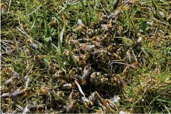  ?? Foto: Fridtjof Atterdal ?? Im Frühjahr gehört die Wiese am Gögginger Luftbad den Seidenbien­en, einer seltenen Wildbienen­art. Für Menschen sind die In‰ sekten ungefährli­ch.