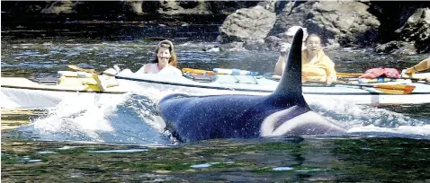  ?? Alan Berner/Seattle Times/TNS ?? Kayakers in Haro Strait have an up-close encounter with K-11, then the matriarch of J pod, one of the southern resident killer-whale groups living in the Salish Sea.