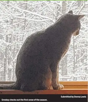  ?? Submitted by Donna Lewis ?? Smokey checks out the first snow of the season.
