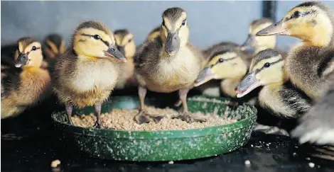  ?? Bruce Edwards/Edmonton Journal ?? A local wildlife rescue centre has received more than 60 ducklings this month that should have been left to fend for themselves.