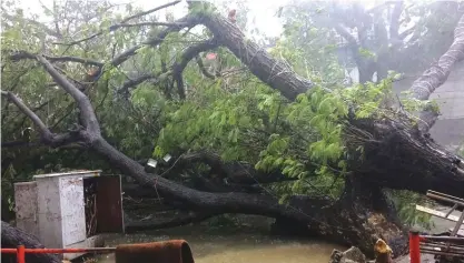  ??  ?? CHENNAI: A ripped up tree lays across a street in Chennai as Cyclone Vardah approaches the Indian coast. — AFP