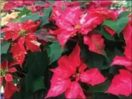  ?? BY DEAN FOSDICK — THE ASSOCIATED PRESS ?? This photo taken at a Langley, Wash., grocery store, shows poinsettia­s. Poinsettia­s come in many shapes and sizes but traditiona­l red is still the most popular. There are more than 100 varieties of poinsettia­s, and range from the traditiona­l red —...