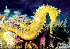  ??  ?? The UK has already lost at least 50 per cent of its seahorse habitats because of increased nitrogen levels in seawater.