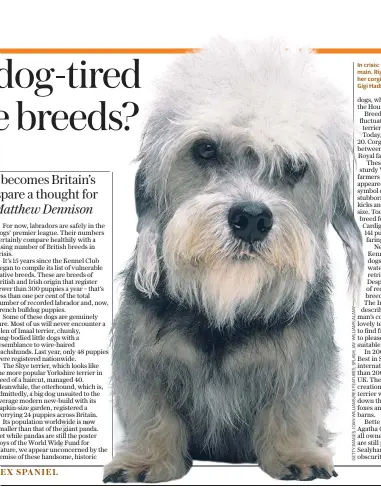  ??  ?? In crisis: the Dandie Dinmont terrier, main. Right, the Queen with one of her corgis in 1969; below, US model Gigi Hadid with her French bulldog Optimistic: Jeremy Hackett, below, and, left, his Sussex spaniels