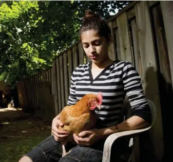  ?? CARLOS OSORIO/TORONTO STAR ?? Chana holds a chicken at home. There have been 372 U.S. cases of salmonella linked to backyard chickens this year.