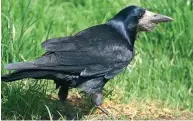  ?? PHOTO: ORC ?? Checkmate . . . A rook.
