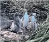  ?? PHOTO: SUPPLIED ?? Mystery illness . . . Yelloweyed penguin chicks are falling ill with an unexplaine­d pneumonial­ike sickness.