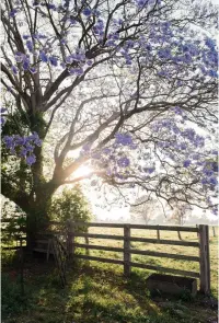  ??  ?? BEST SPOTS TO SEE THE BLOOMS 1 Jacaranda Avenue, Pound Street, Grafton 2 See Park, Grafton 3 Prince Street, Grafton 4 Turf Street, Grafton 5 Ryan Street, South Grafton