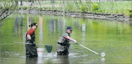  ?? RIC ERNST/ PNG ?? Ministry of Environmen­t biologists Matthias Herborg ( left) and Ron Ptolemy armed with nets and an electrosho­ck machine, probe Burnaby’s Central Park Lower Pond for a reported snakehead fi sh on Wednesday. They failed to fi nd the non- native invader.