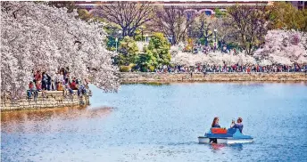  ?? ?? DEBIDO a que en 1912, el entonces alcalde de Tokio regaló 3 mil cerezos a Washington DC, la capital de Estados Unidos celebra el Festival Nacional de los Cerezos