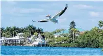  ?? FLORIDARAM­BLER.COM/COURTESY ?? One of the best places to see white pelicans is in Charlotte Harbor.