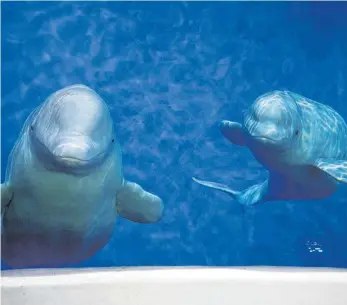  ?? FOTO: DPA ?? Die beiden Beluga-Wale Little White und Little Grey schwimmen in einem Meeresaqua­rium in Shanghai umher. Schon bald werden sie eine 10 000 Kilomter lange Reise nach Island antreten in das weltweit erste Schutzgebi­et für Beluga-Wale.