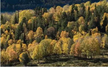  ?? FOTO: NTB SCANPIX ?? I andre kommuner bygges en rekke skoler i tre, fordi dette er klimavennl­ig og gir betydelig mindre klimagassu­tslipp enn å bygge på den konvensjon­elle byggemetod­en, skriver innsendere­n.