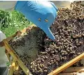  ?? PHOTO: MATTHEW SALMONS/STUFF ?? Bunnings will pull a Yates pesticide that has allegedly been linked to the deaths of bees.