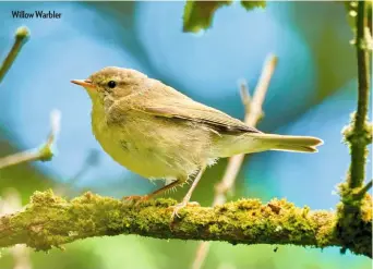  ??  ?? Willow Warbler