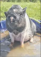  ?? CONTRIBUTE­D PHOTO ?? Peggy (also seen snuggled down, above) doesn’t mind being outdoors when it’s warm. The two-year-old pot-bellied pig is a house pet in the Stewiacke area.