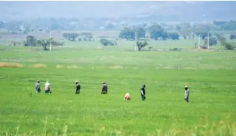  ?? ANEUDY TAVAREZ ?? Agricultor­es agotan ayer una jornada laboral en un campo de arroz en Jicomé.