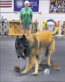  ?? Nate Guidry/Post-Gazette ?? Nancy Glabicki watches Cutter, her Belgian Tervuren, during a scent identifica­tion exercise at the Westmorela­nd County Obedience Training Club in Delmont. They will be competing in obedience at the Bushy Run Kennel Club show next weekend.