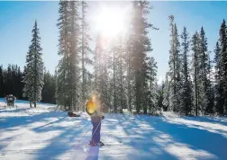  ?? CP FILE ?? Lake Louise resort pleaded guilty last December to taking down a stand of trees, including some whitebark pine, along a ski run in 2013.