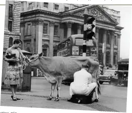  ?? Picture: GETTY ?? Stopping for a quick pint: Milking a cow in London in 1959
