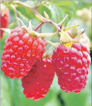  ?? — Thinkstock photo ?? Fresh raspberrie­s growing on the vine.