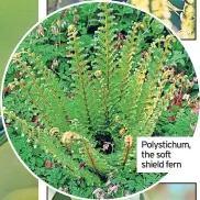 ?? ?? Polypody fern
Polystichu­m, the soft shield fern