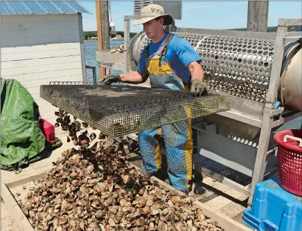  ?? DANA JENSEN/THE DAY ?? Seen in 2017, Ryan Londregan empties a tray of live 2-inch seed oysters to be dried and run through the tumbler, in background, to knock off the growth edge so the oysters grow in a more cupped shape. Londregan was helping his brother, Tim Londregan, while aboard Tim’s Niantic Bay Shellfish Farm vessel berthed on the Niantic River off Mago Point.